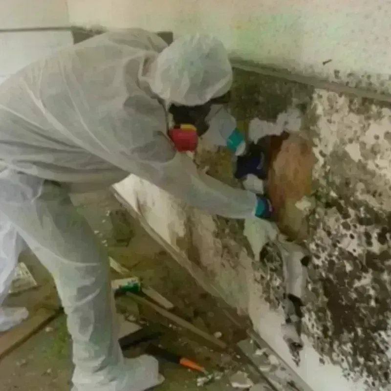 Mold Remediation and Removal in Sylva, NC